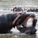 Hippos having a tussle.
